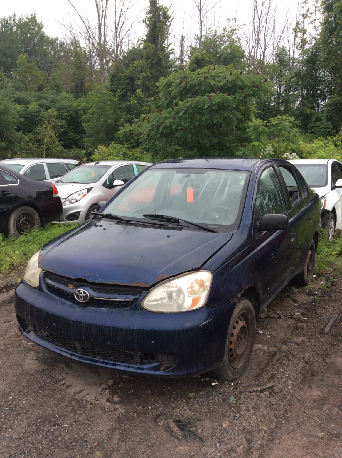 Car 230